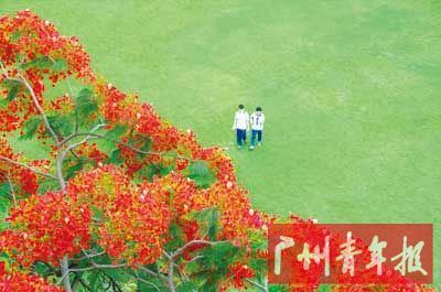 《凤凰花开映校园》 周智岚/摄
