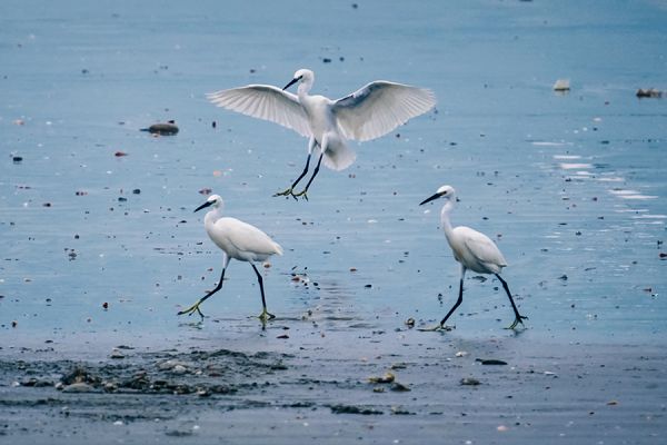 《白鹤亮翅》黎浩朗(其他类铜奖)