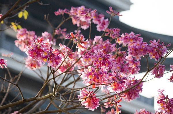 广州市文化馆新馆文化气息浓厚