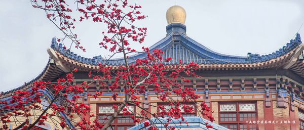 广州中山纪念堂里种有350多岁高龄的“木棉王”,见证英雄城