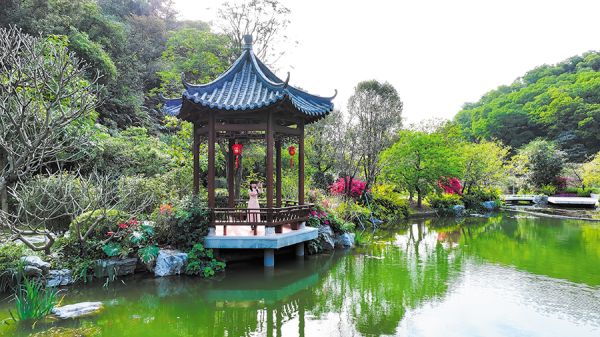 “活树凉亭”彰显岭南古典之美