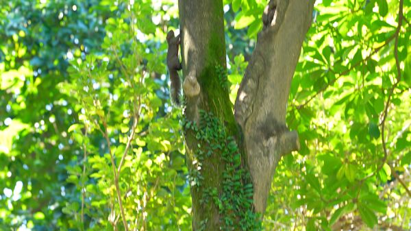 动物家园,小松鼠在树丛间攀爬跳跃