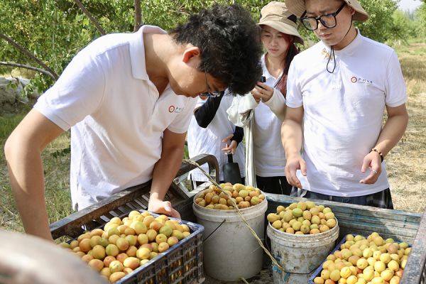 实践团在塔什米里克乡杏林示范带助农