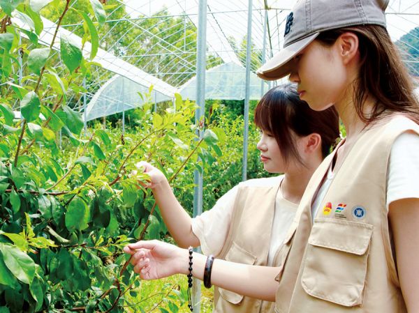走进果园开展绿色产业调研 广东白云学院 苏彦/摄